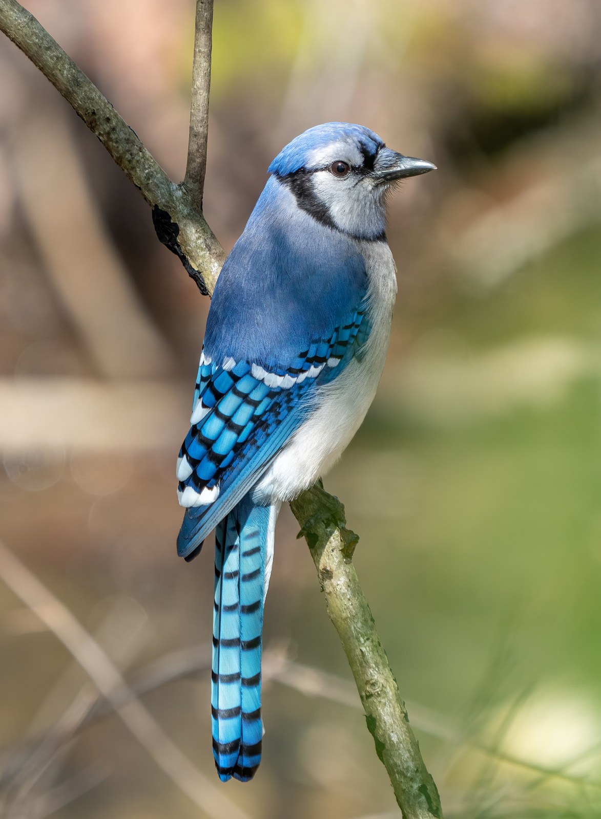 Kapuciarka modrá (Cyanocitta cristata)