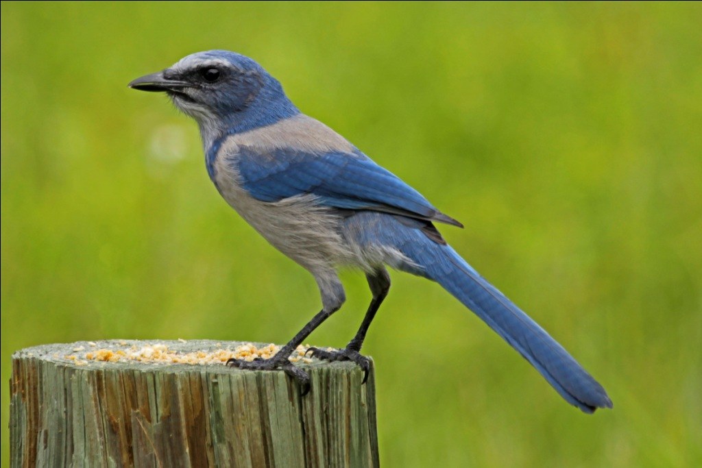 Kapuciarka modrohlavá (Aphelocoma coerulescens)