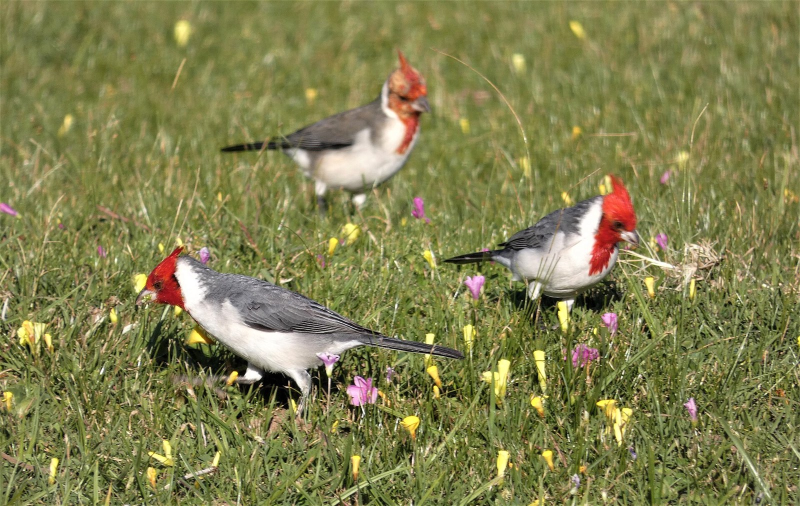Kardinál červenochochlatý (Paroaria coronata)