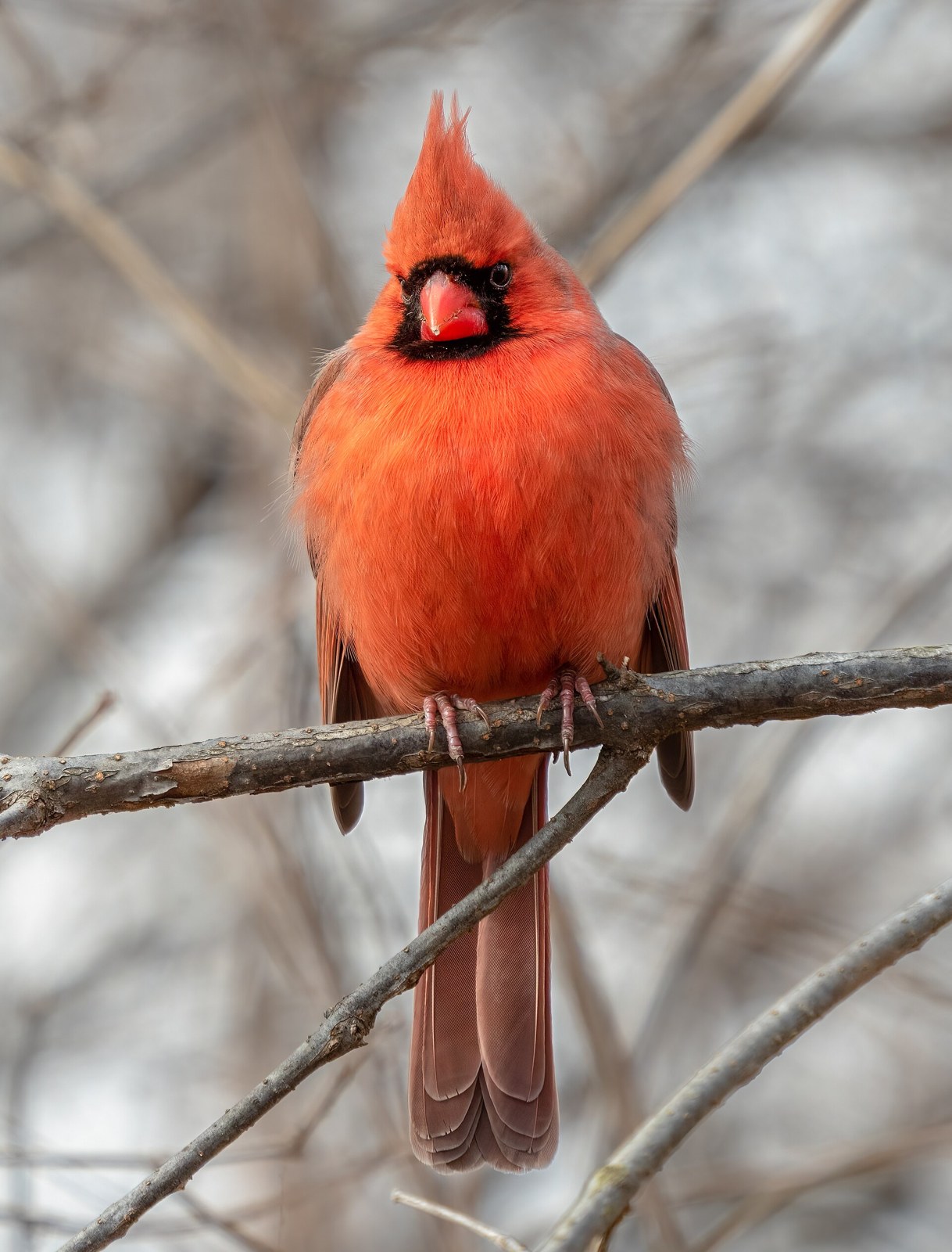 Kardinál červený (Cardinalis cardinalis)