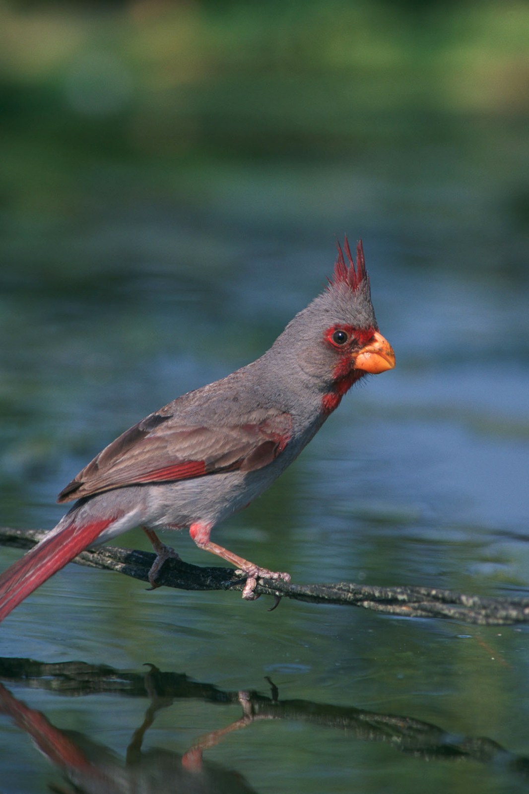 Kardinál úzkozobý (Cardinalis sinuatus)
