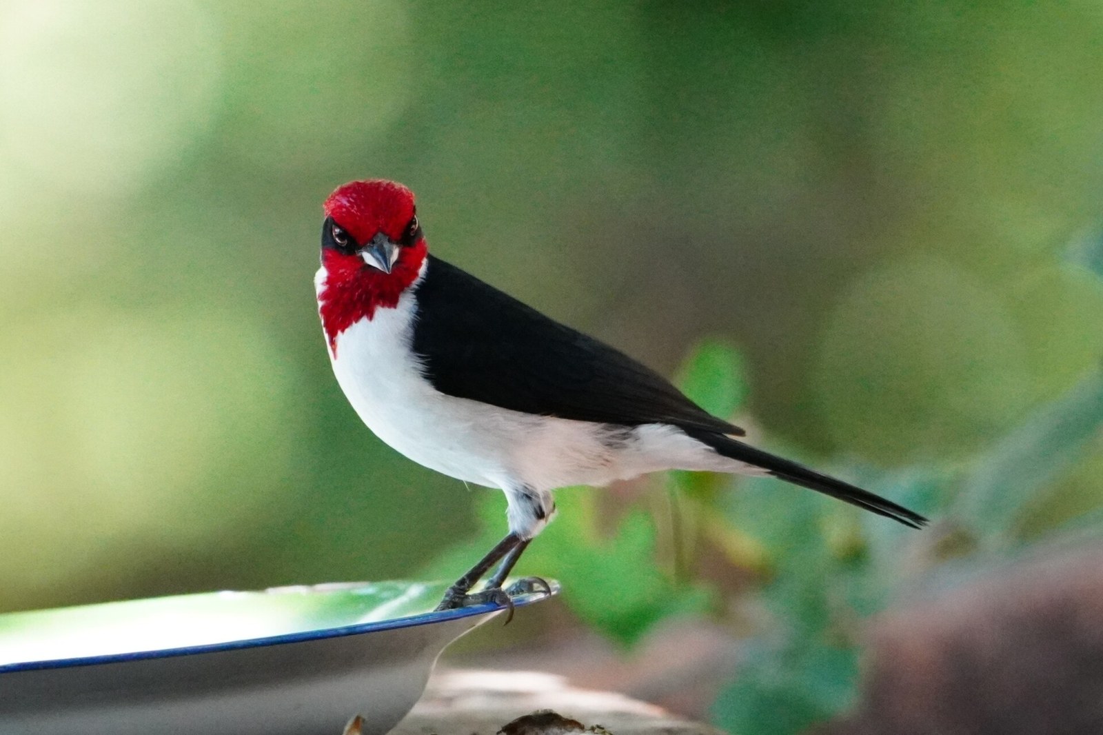 Kardinálka masková (Paroaria nigrogenis)
