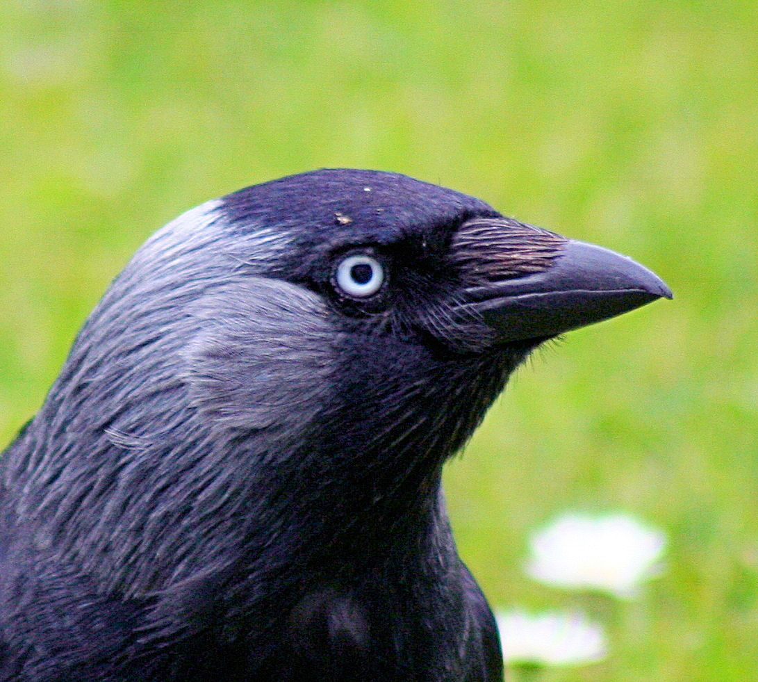 Detailný portrét dospelej kavky v Dornochu (Škótsko) — striebornobiela dúhovka v kontraste s čiernou maskou, svetlosivý zátylok. Foto John Haslam (CC BY 2.0), 17. 5. 2007.