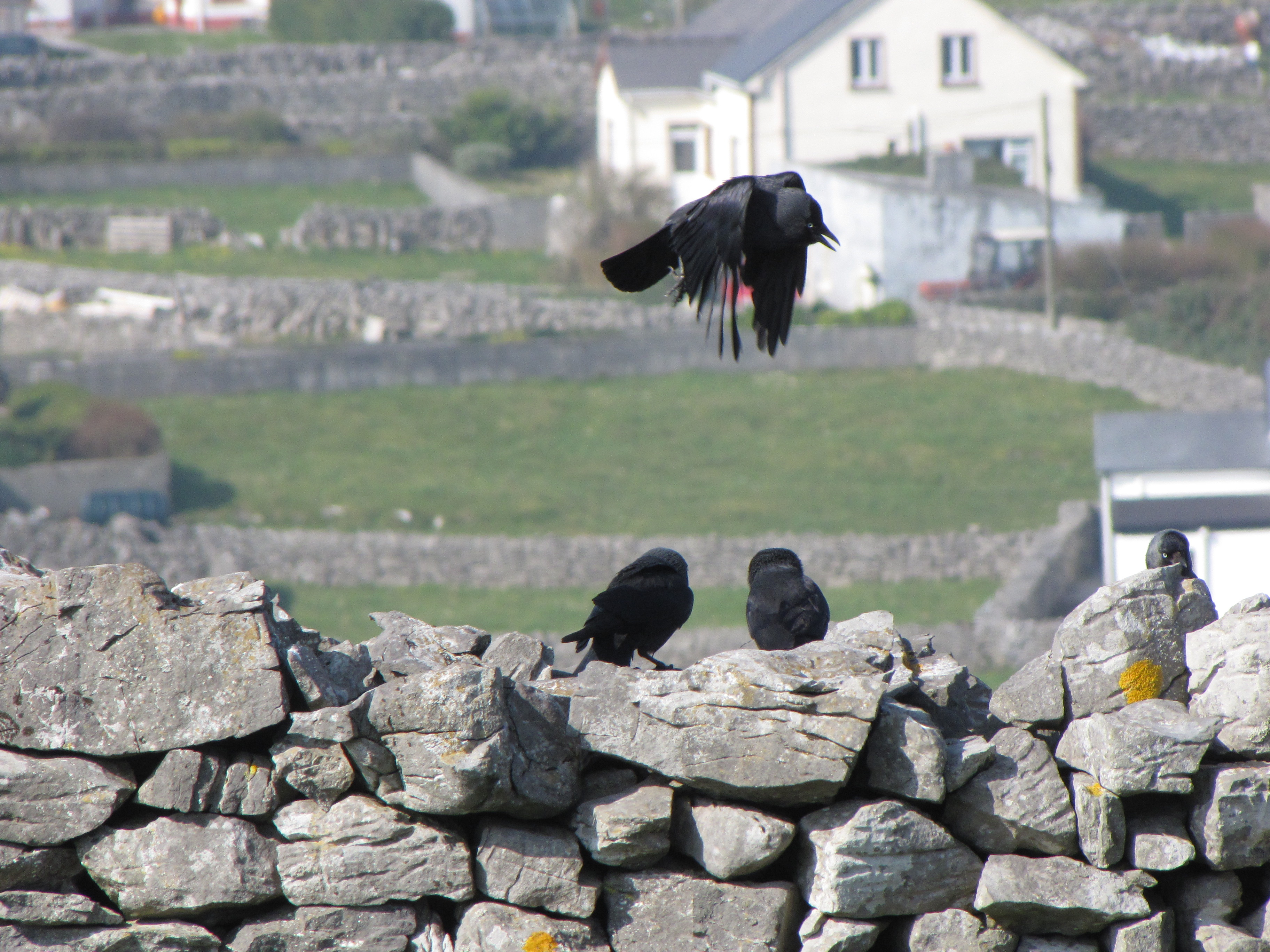 Kavka tmavá za letu na Inisheer (Aranské ostrovy, Írsko) — kompaktná silueta najmenšieho stredoeurópskeho krkavcovitého (34–39 cm). Foto Scott Wieman (CC BY-SA 3.0), 23. 2. 2009.
