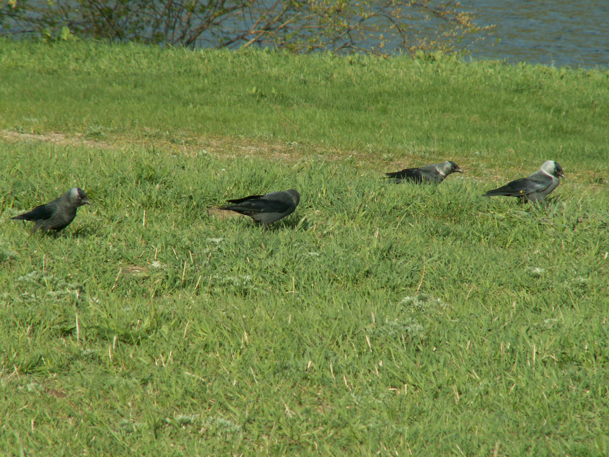 Kavka tmavá v Yaroslavli (Rusko) — poddruh C. m. soemmerringii s najsvetlejším golierom. Foto User:Monedula (PD), 14. 5. 2007.
