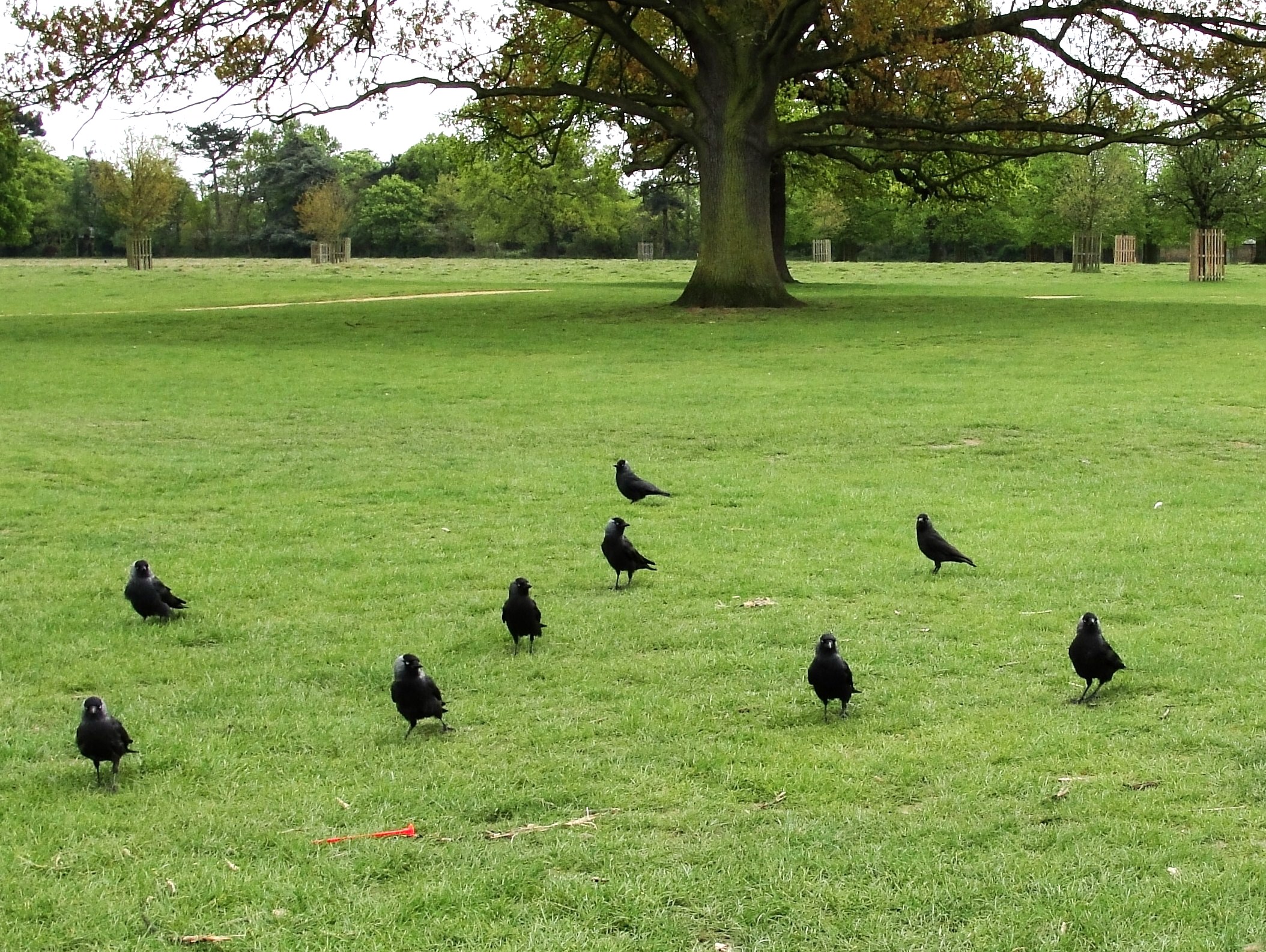 Rodinná skupina kaviek v Bushy Park (Londýn) — semi-koloniálne usporiadanie, doživotná monogamia (Henderson 2000). Foto Maxwell Hamilton (CC BY 2.0), 10. 5. 2010.
