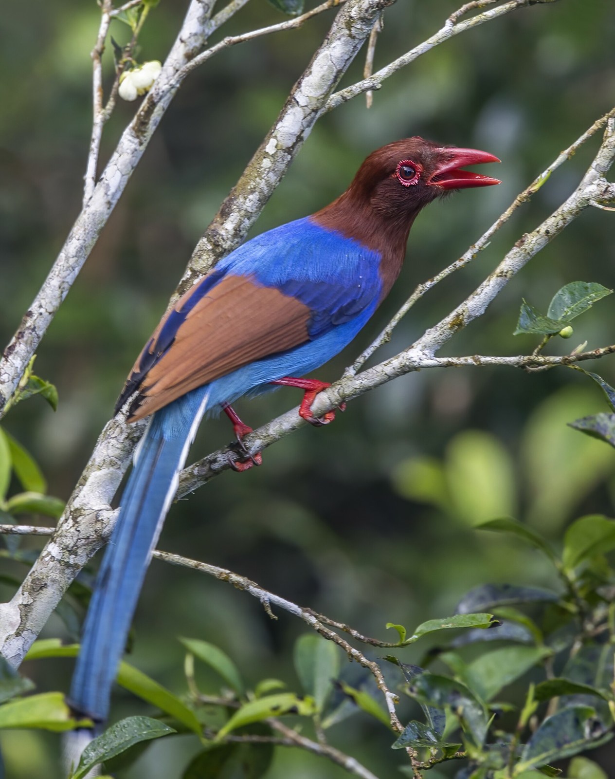 Kita ozdobná (Urocissa ornata)