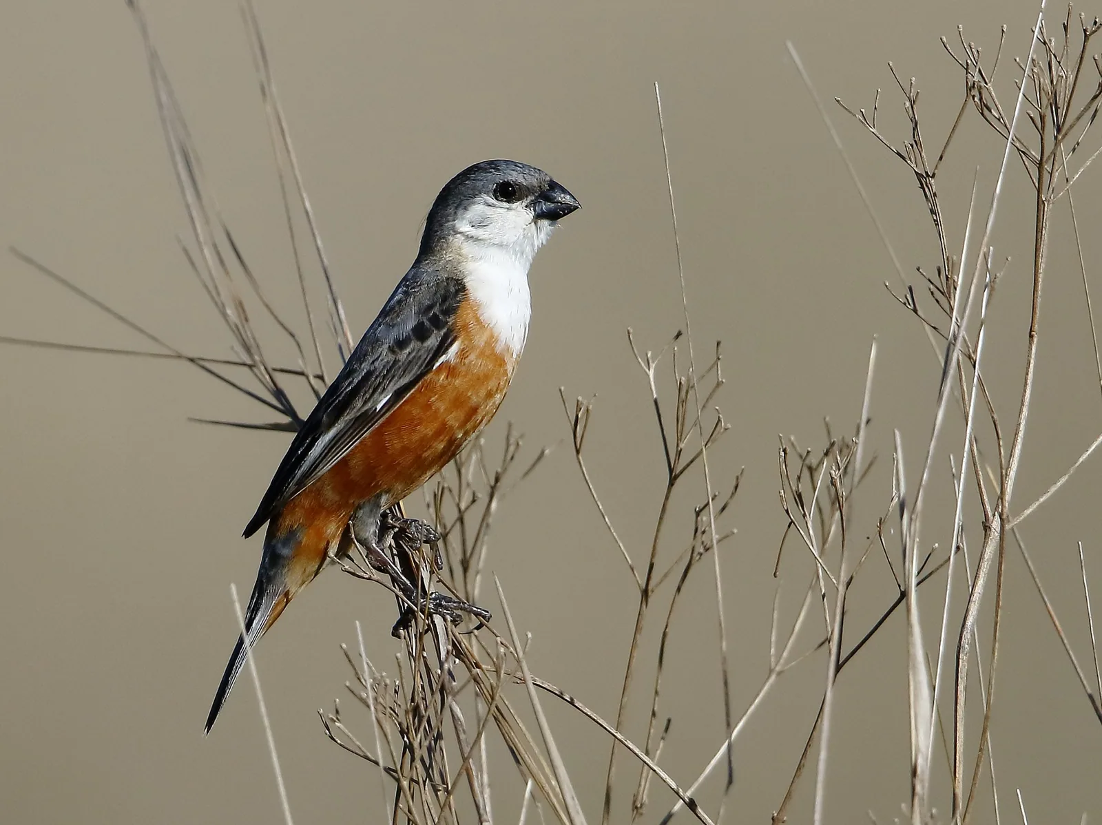 Kňažík bahenný (Sporophila palustris)