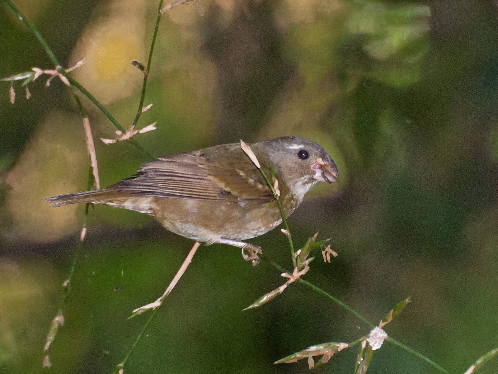 Kňažík bambusový (Sporophila frontalis)