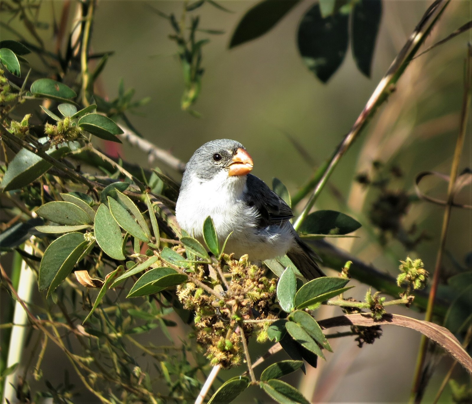 Kňažík bielobruchý (Sporophila leucoptera)