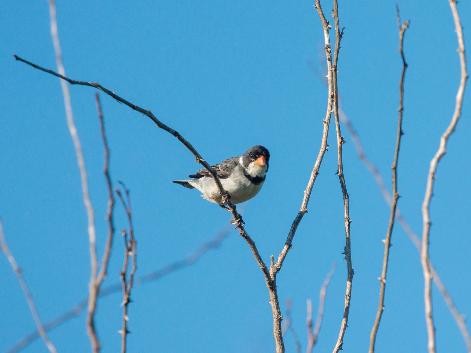 Kňažík bielohrdlý (Sporophila albogularis)