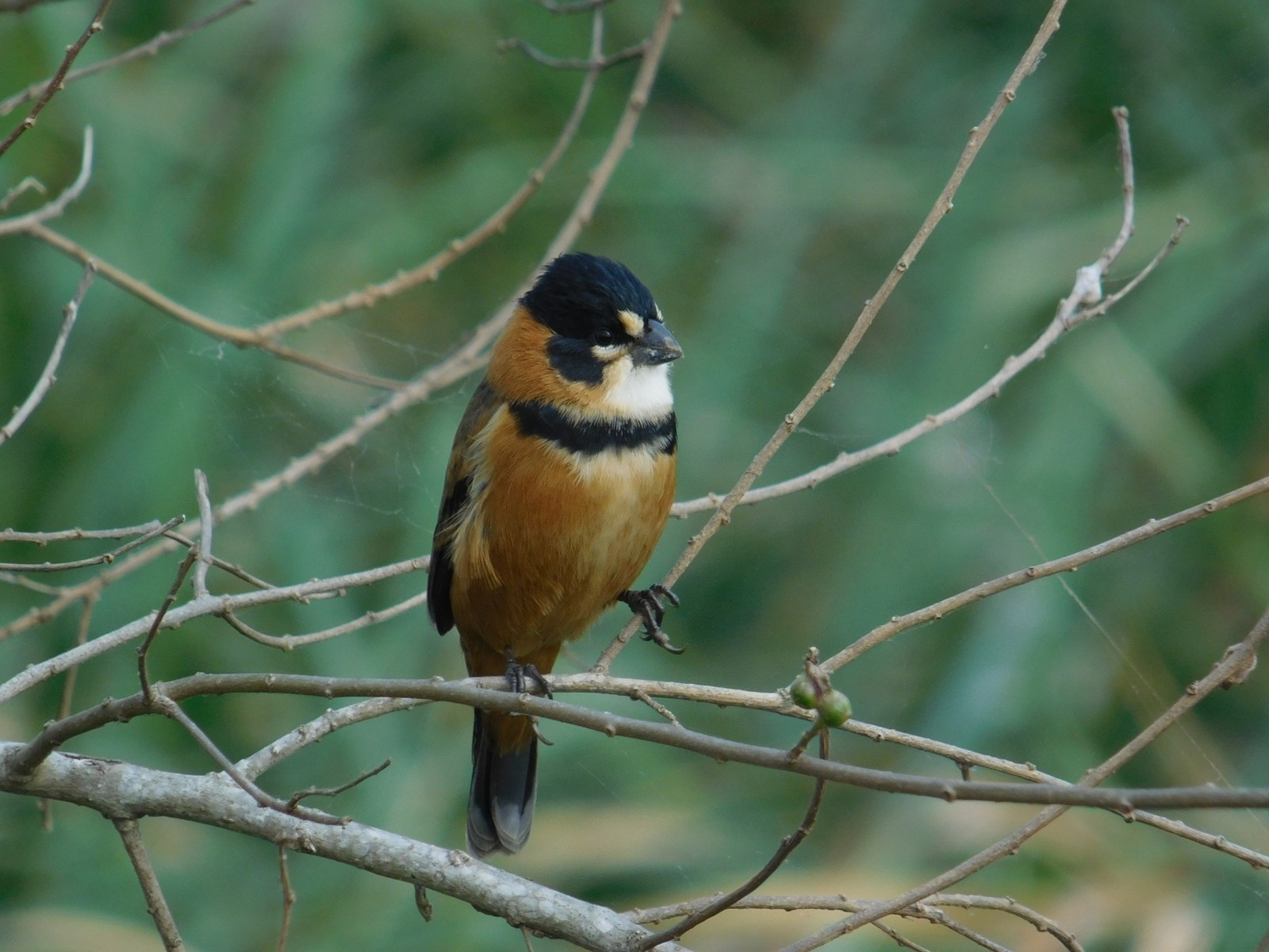 Kňažík bronzový (Sporophila collaris)