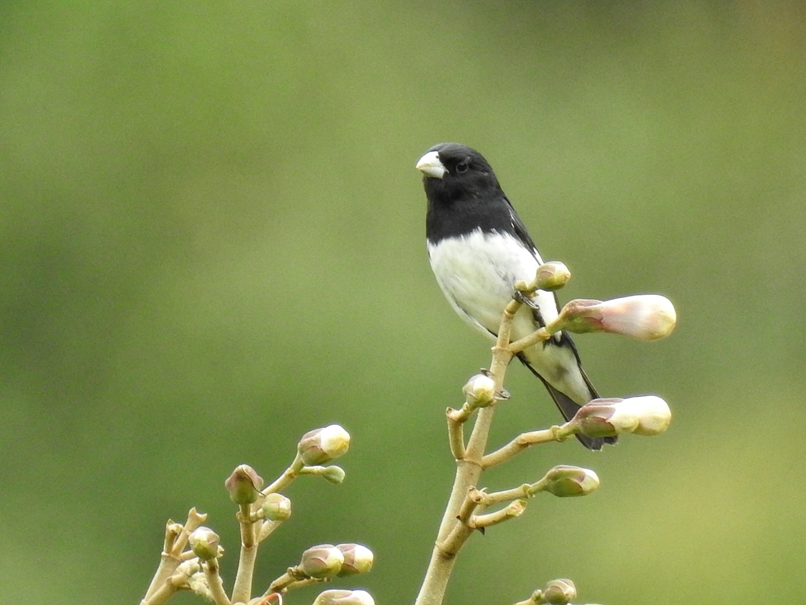 Kňažík čiernobiely (Sporophila luctuosa)