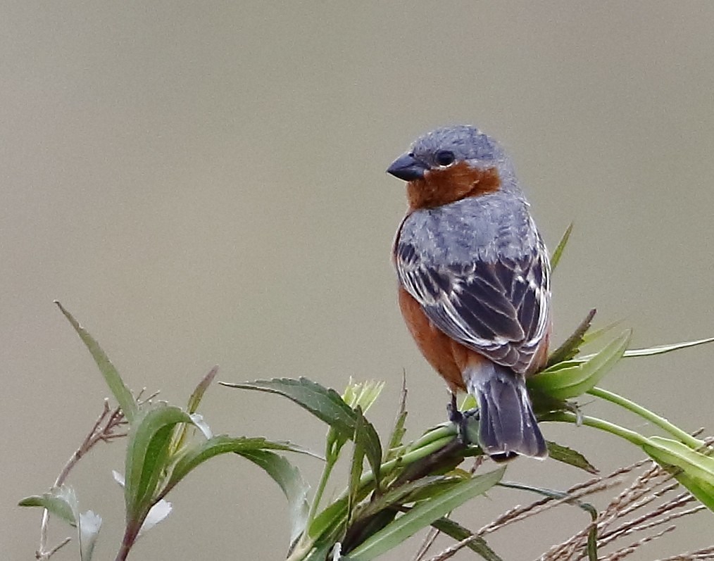 Kňažík gaštanový (Sporophila hypochroma)