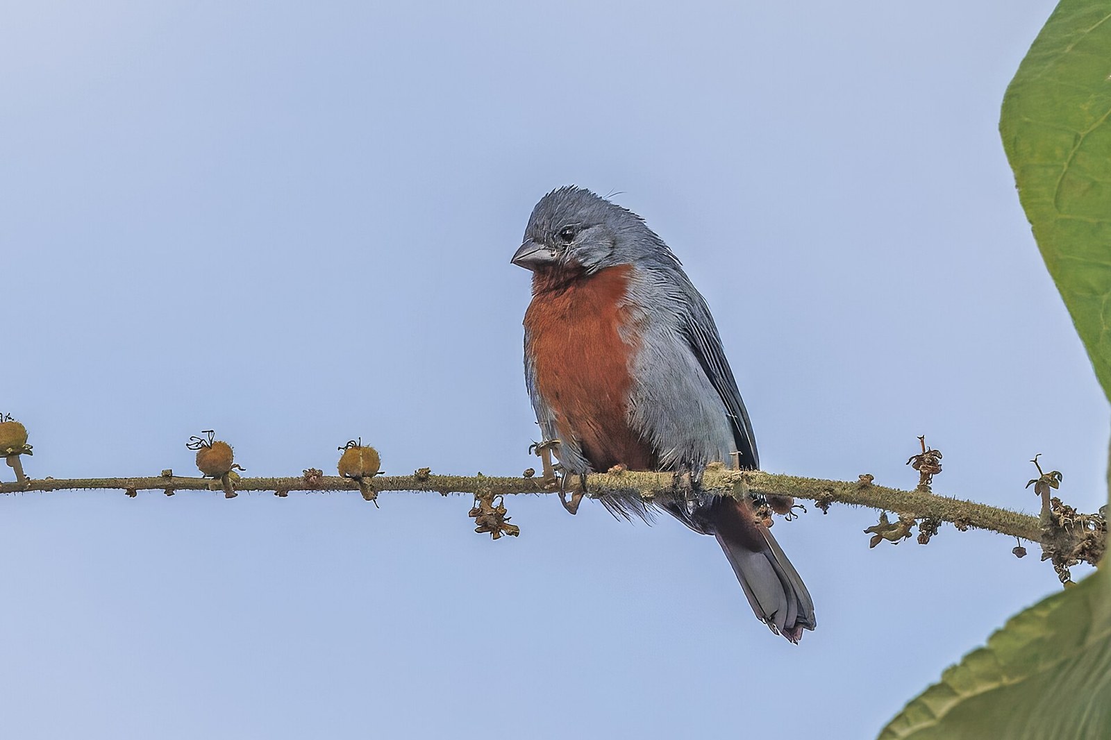 Kňažík hnedobruchý (Sporophila castaneiventris)