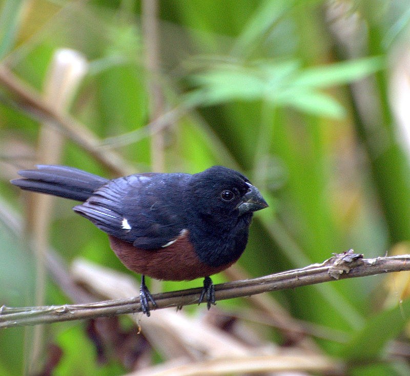 Kňažík kapucňový (Sporophila angolensis)
