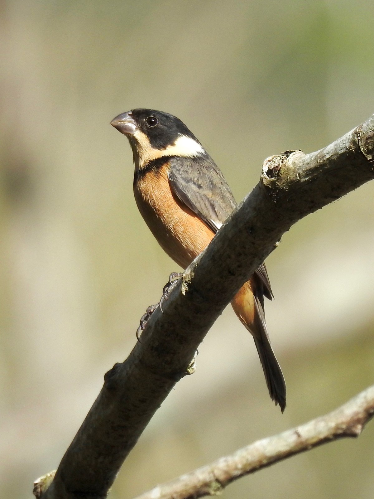 Kňažík obojkový (Sporophila torqueola)