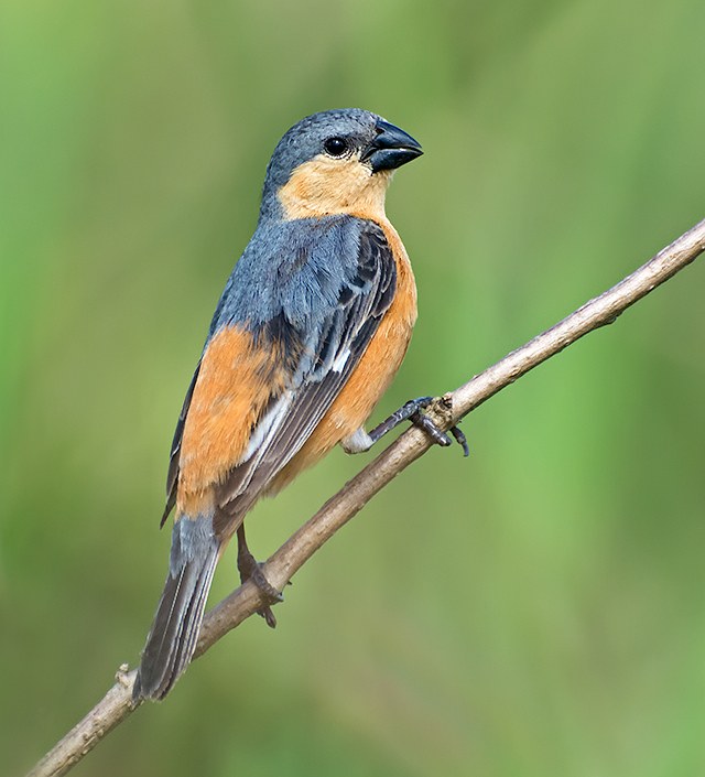 Kňažík plavý (Sporophila hypoxantha)