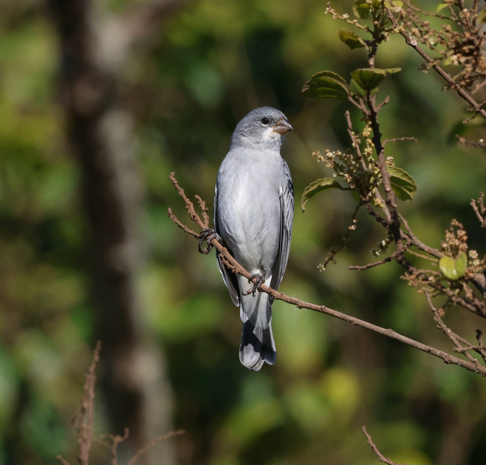 Kňažík popolavý (Sporophila plumbea)
