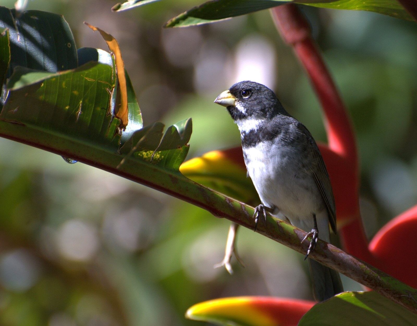 Kňažík sivomodrý (Sporophila caerulescens)
