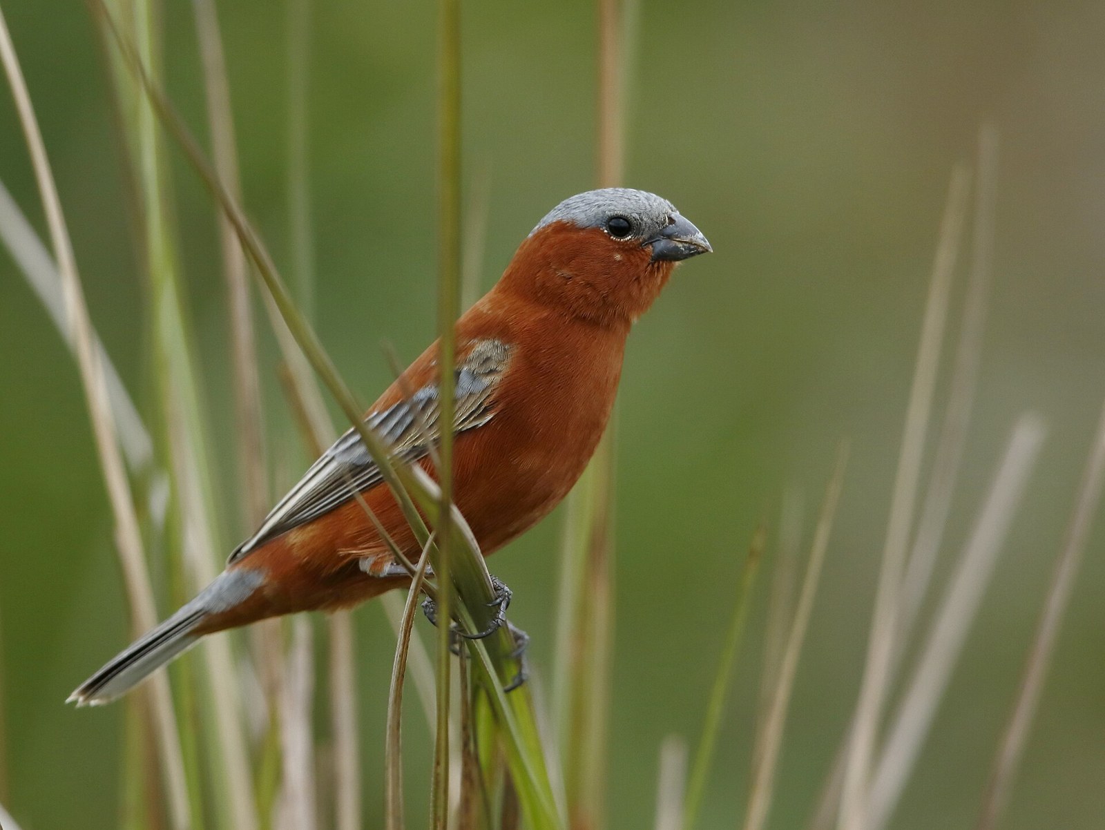 Kňažík škoricový (Sporophila cinnamomea)