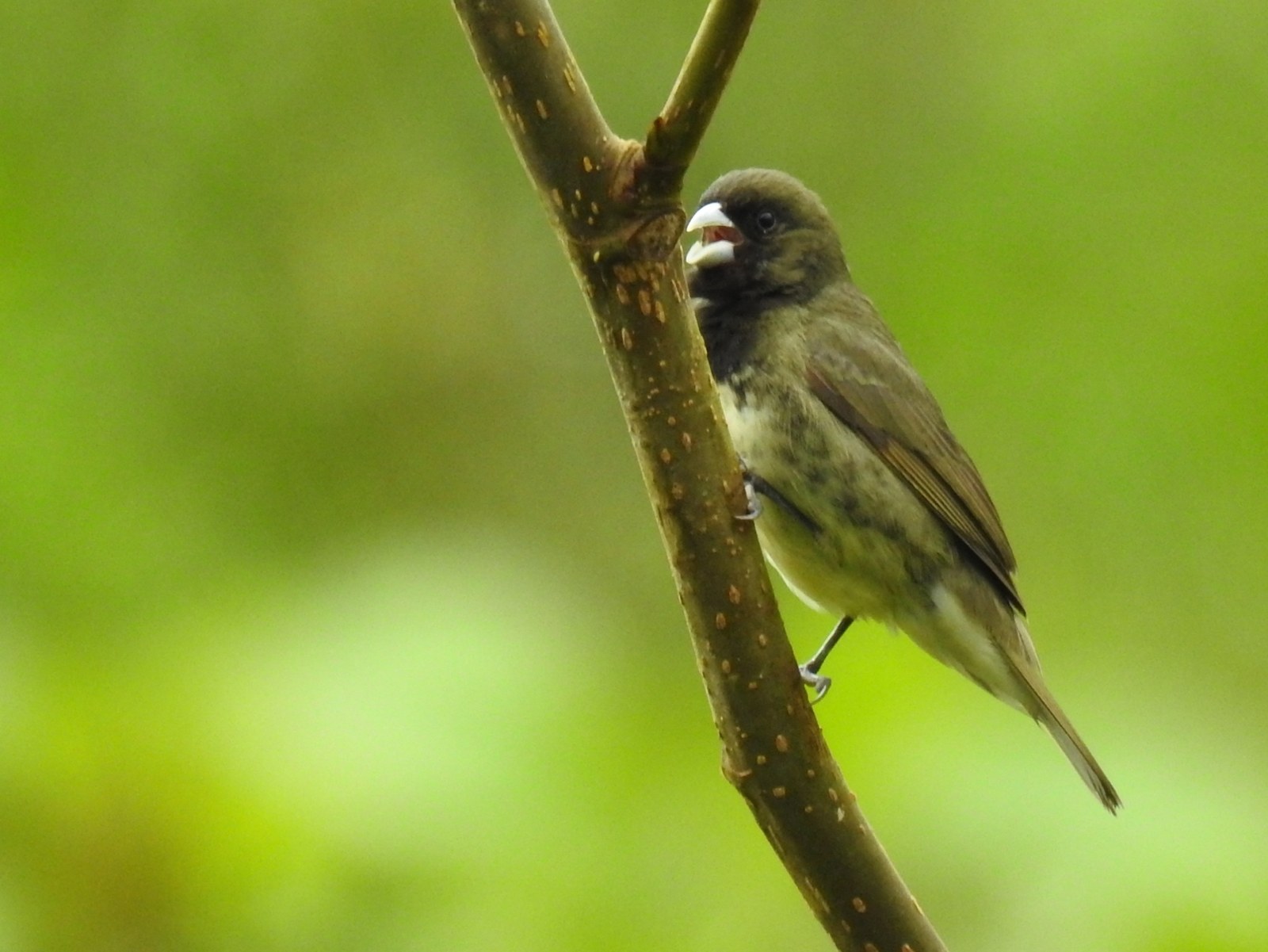 Kňažík žltobruchý (Sporophila nigricollis)