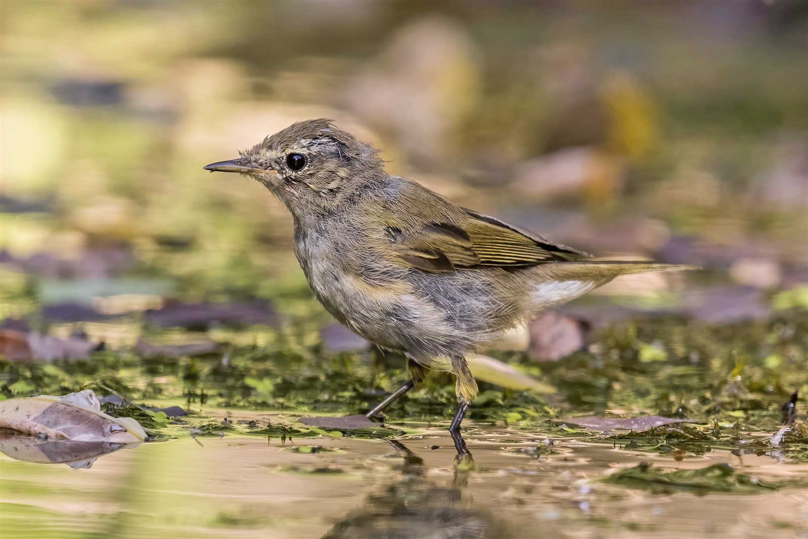 Kolibkár čipčavý — Phylloscopus collybita, dospelý jedinec s olivovo-zelenkavým chrbtom a tmavými nohami, Kondor Tanya Kecskemét Maďarsko august 2019, foto Charles J. Sharp CC BY-SA 4.0 Wikimedia Commons