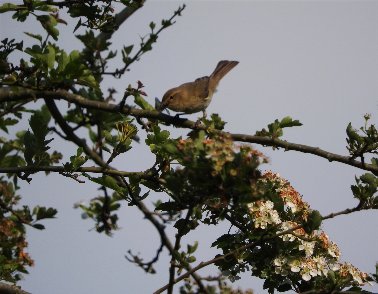 Kolibkár čipčavý — dospelý jedinec v jarnom dubovo-hrabovom lese, Bocking Essex UK máj 2016, foto Rob Mitchell CC0 Public Domain
