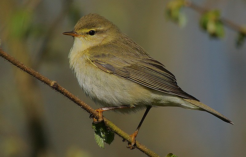 Kolibkár spevavý (Willow Warbler) — dospelý jedinec štíhlej postavy s dlhšími špicatejšími krídlami (primary projection 50–70 % terciálov = adaptácia na dlhú trans-saharskú migráciu), Valleyfield Woods Fife Škótsko apríl 2009, foto Steve Garvie CC BY-SA 2.0