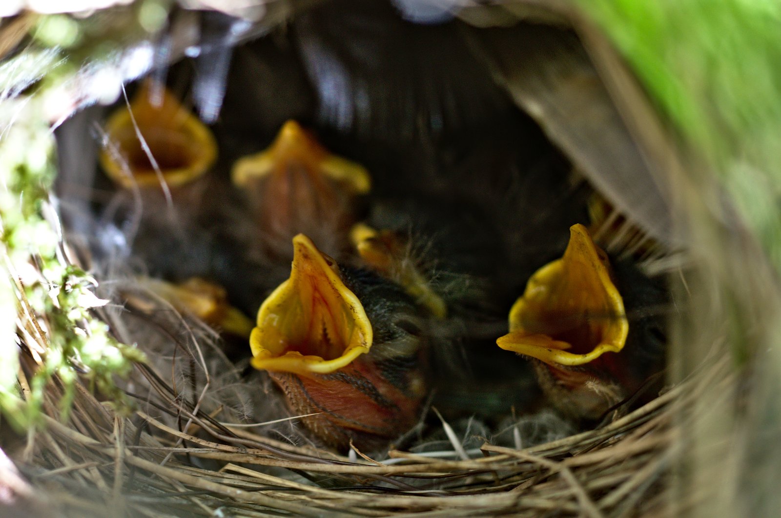 Kolibkár spevavý (Lövsångare) — mláďatá v typickom BEEHIVE kupolovitom hniezde s bočným vchodom NA ZEMI v tráve („willow warbler in a nest built on ground"), Švédsko jún 2015, foto Hangsna CC BY-SA 4.0 — picture of the month Swedish Wikipedia