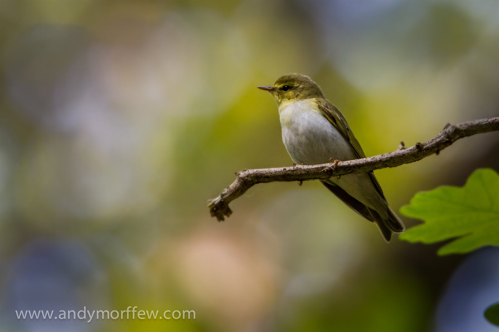 Kolibkár sykavý (Wood Warbler) — closeup dospelého samca v hniezdnom plumáži ukazujúci ostrý žlto-biely kontrast a dlhé špicaté krídlo s primary projection 70–90 % terciálov (najsilnejšia migračná adaptácia v rode Phylloscopus), Hampshire UK máj 2014, foto Andy Morffew CC BY 2.0