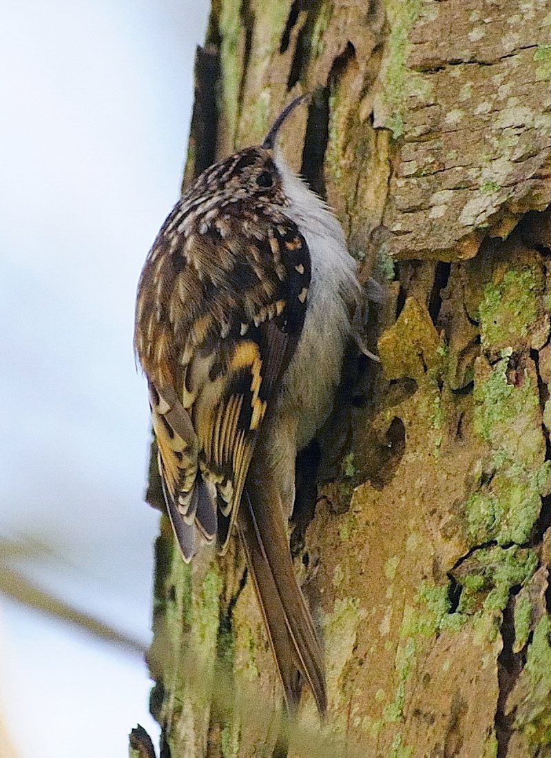 Kôrovník dlhoprstý — treecreeping pohyb po kmeni, tuhý chvost opretý o kôru