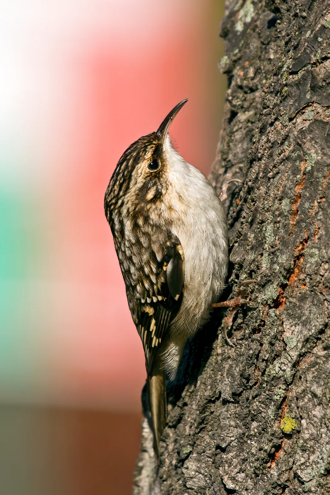 Kôrovník lesný (Certhia americana)