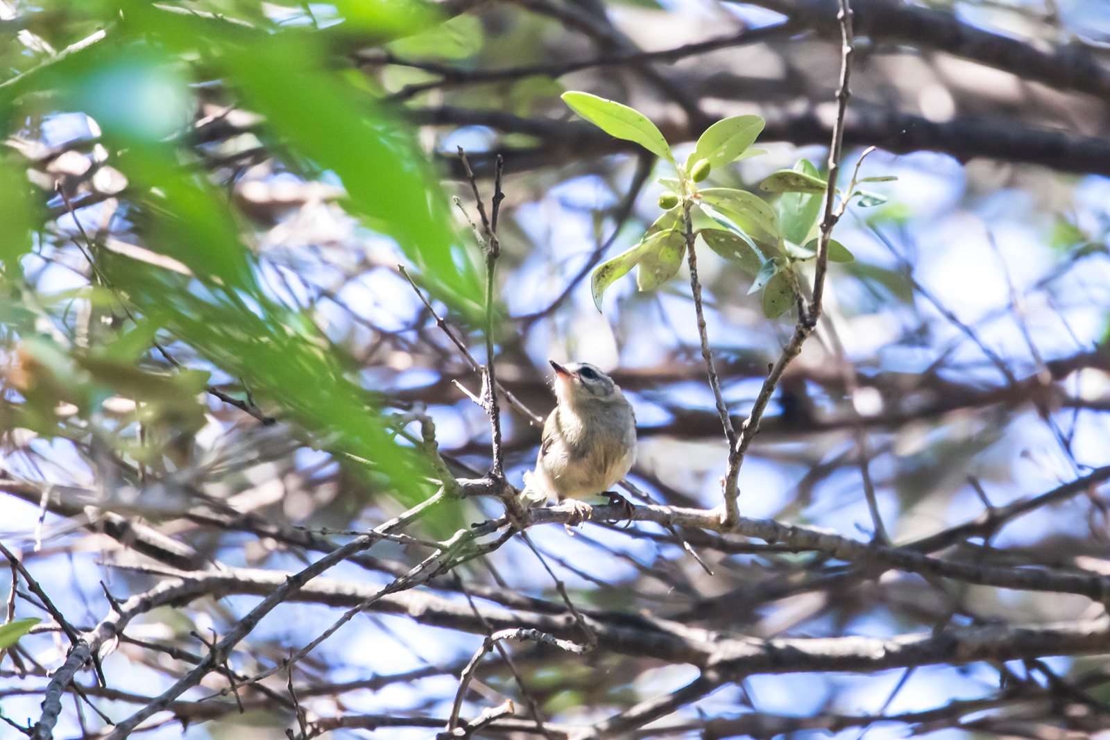 Králik ohňohlavý — Common Firecrest s diagnostickou čiernou maskou cez oko a bronzovou náplecnou škvrnou na bokoch krku, foto Melissa McMasters 2022 CC BY 2.0