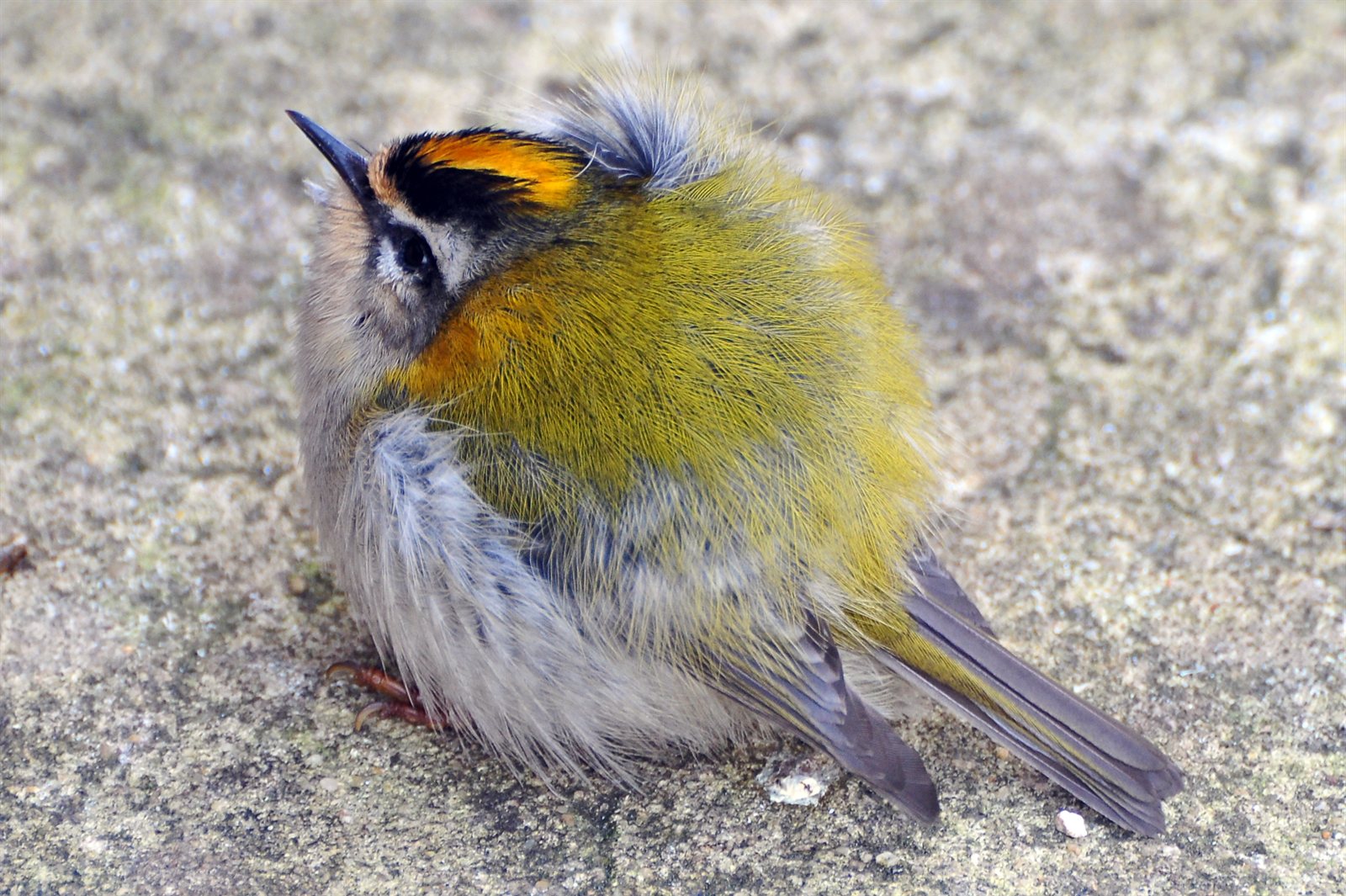 Králik ohňohlavý — Regulus ignicapilla, dospelý jedinec na vetvičke, Arundel WWT reserve West Sussex Anglicko január 2009, foto Jacob Arnold CC BY 2.0