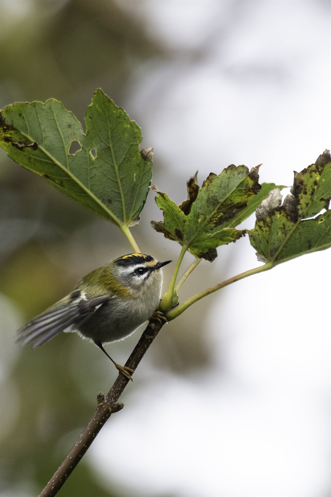 Králik ohňohlavý — Regulus ignicapilla v hniezdnom plumáži s viditeľným bielym supercilium a čiernym eye-stripe, Helgoland Schleswig-Holstein Nemecko október 2022, foto TRinaud CC BY 4.0 Wikimedia Commons