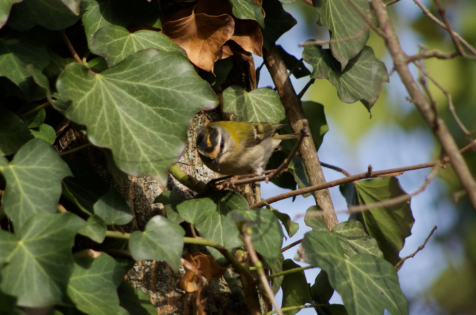 Králik ohňohlavý — Regulus ignicapilla, dospelý jedinec v zimnom poraste, Švajčiarsko február 2021, foto Codrin Bucur CC BY 4.0 Wikimedia Commons