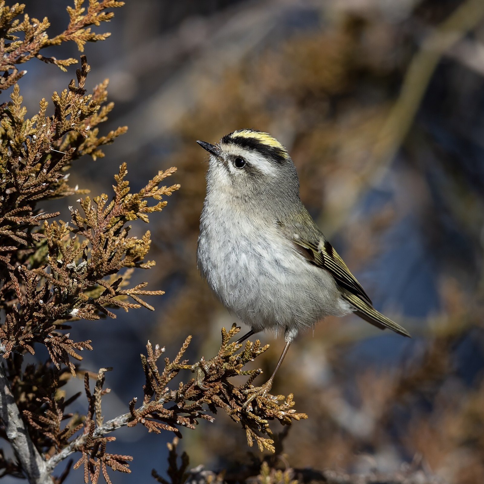 Králik satrapa (Regulus satrapa)