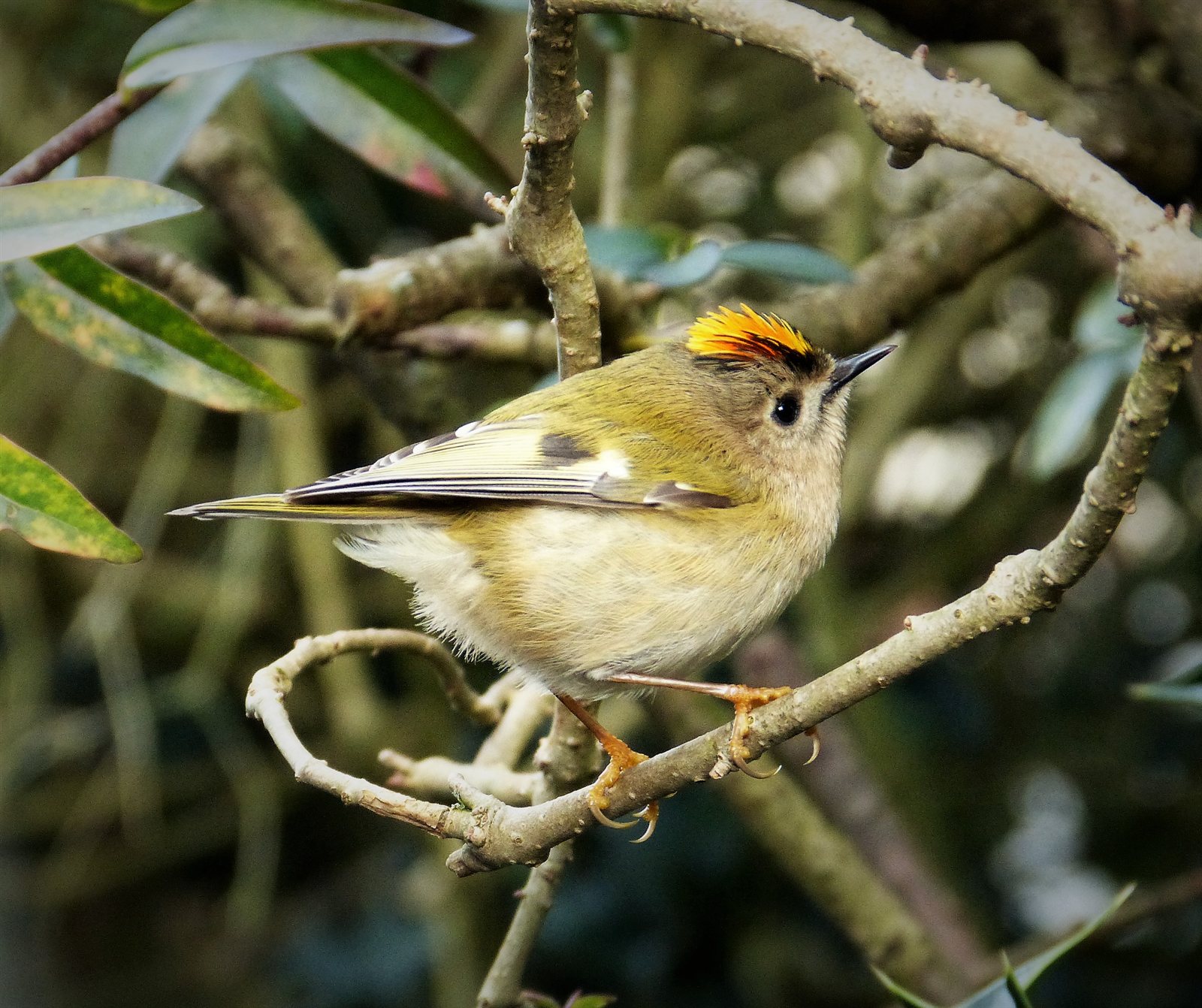 Králik zlatohlavý — Regulus regulus, dospelý samec s oranžovo-žltým čubom (orange crest), Cradley Malvern Worcestershire UK 31. január 2018, foto gailhampshire CC BY 2.0 Wikimedia Commons