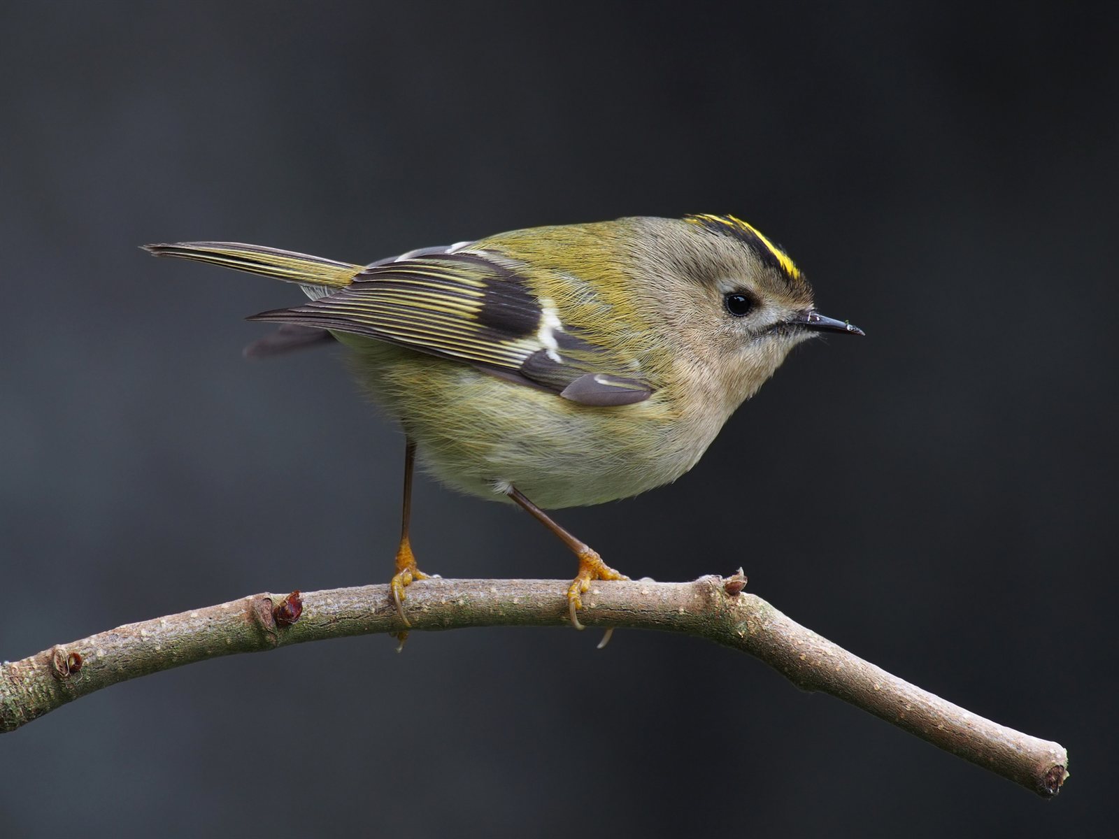 Králik zlatohlavý — Regulus regulus regulus, dospelá samica s čisto žltým čubom (yellow crest), Lancashire UK marec 2015, foto Francis C. Franklin CC BY-SA 3.0 (Featured Picture + Quality Image Wikimedia Commons)
