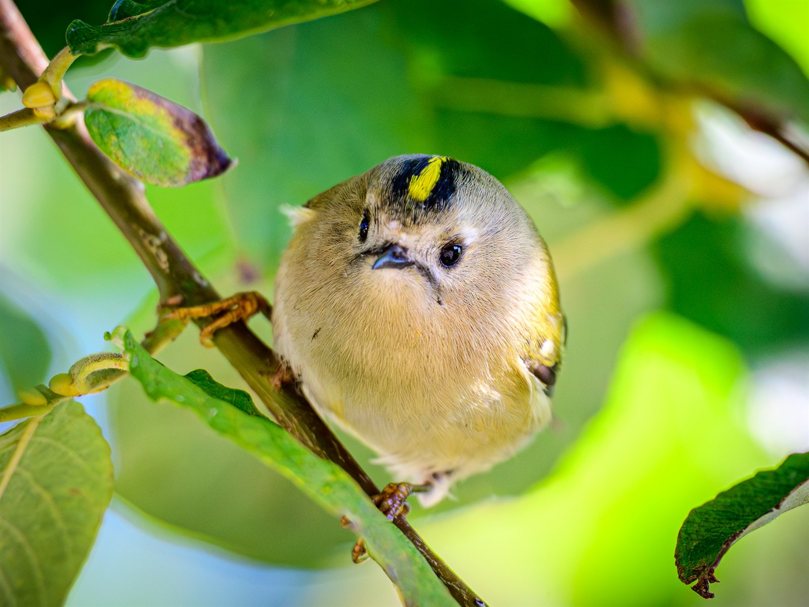 Králik zlatohlavý (Wintergoldhähnchen = „zimný zlatý kohútik") — dospelý jedinec medzi vetvičkami, Spiekeroog Lower Saxon Wadden Sea National Park Nemecko október 2025, foto Stephan Sprinz CC BY 4.0 (Quality Image)
