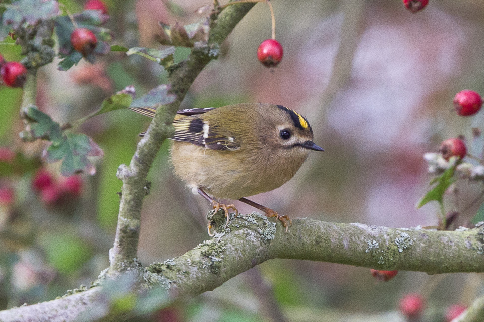 Králik zlatohlavý — Regulus regulus, dospelý jedinec v hraničnom poraste pri Old trapping area Beachy Head East Sussex UK 2012, foto Ron Knight CC BY 2.0