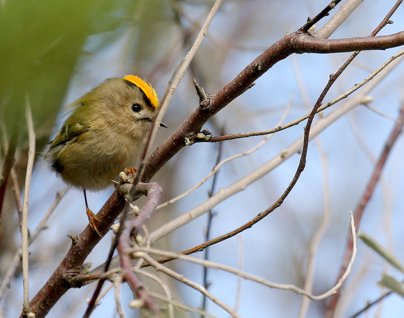 Králik zlatohlavý — Regulus regulus, dospelý samec s erektovaným čubom (oranžový stred — pohlavná identifikácia), Vendée Francúzsko 18. október 2007, foto Oiseauxvendee CC BY-SA / GFDL
