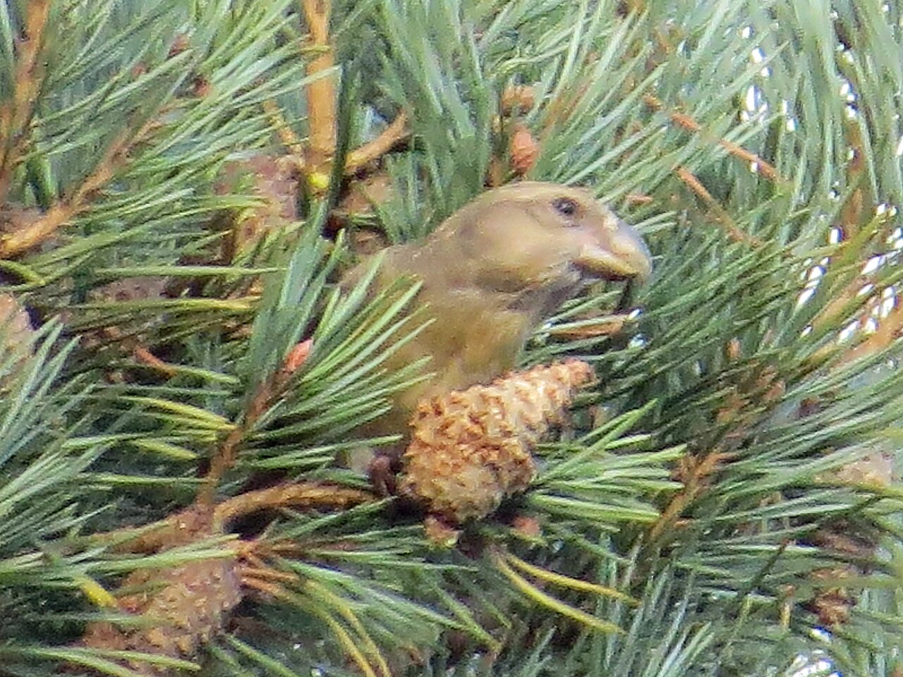 Krivonos sosnový (samica) — dospelá samica so zelenkastým perím a skríženým zobákom; foto MPF