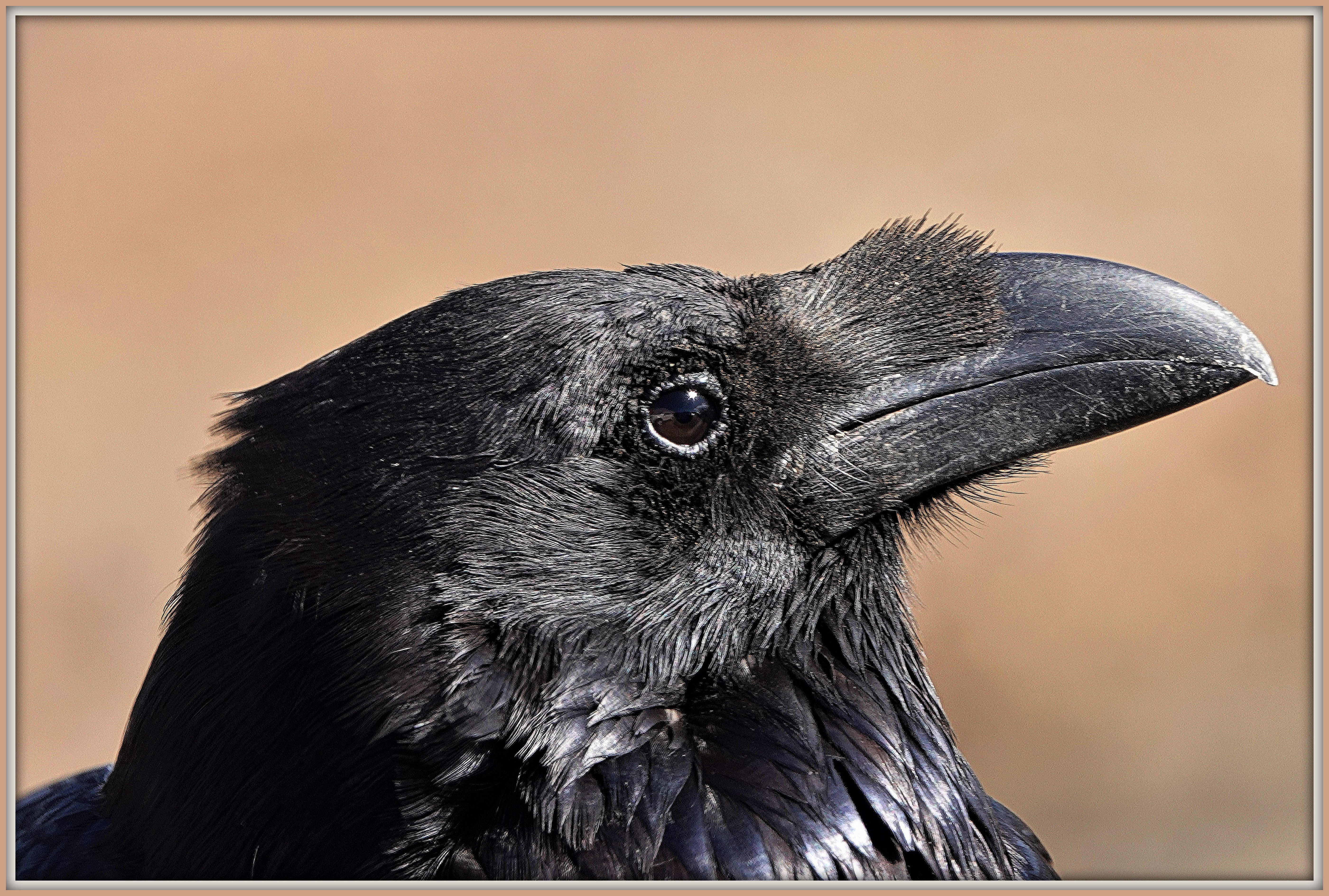 Veľký detailný portrét krkavca čierneho poddruhu Corvus corax tingitanus zo severnej Afriky (Maroko, Alžírsko, Tunisko) — najmenšieho z 11 IOC poddruhov. Krásne viditeľný masívny zobák s háčikovitým koncom, drobné štetinky pri základni zobáka, rozstrapatené hackles na hrdle a tmavé inteligentné oko. Foto Rolf Dietrich Brecher (CC BY 2.0) zachytáva typický kompaktný severoafrický poddruh.
