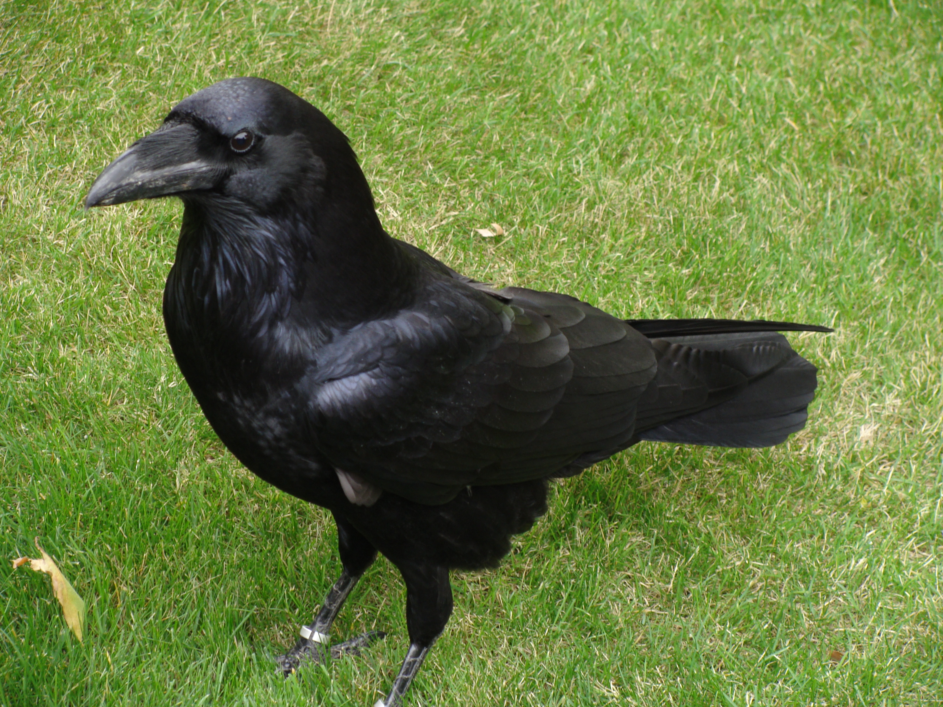 Krkavec čierny v Tower of London — slávna populácia 6+1 oficiálnych „strážcov ríše" pod správou Yeoman Warder Ravenmaster. Foto Fernando Losada Rodríguez (CC BY-SA 4.0) ukazuje typického jedinca v rezidencii Tower v Londýne. Mýtus o zachovaní krkavcov v Tower (údajne nariadenie Karola II.) je viktoriánskeho pôvodu — Boria Sax 2007 City of Ravens. Krkavce sú denne kŕmené ~170 g surového mäsa.