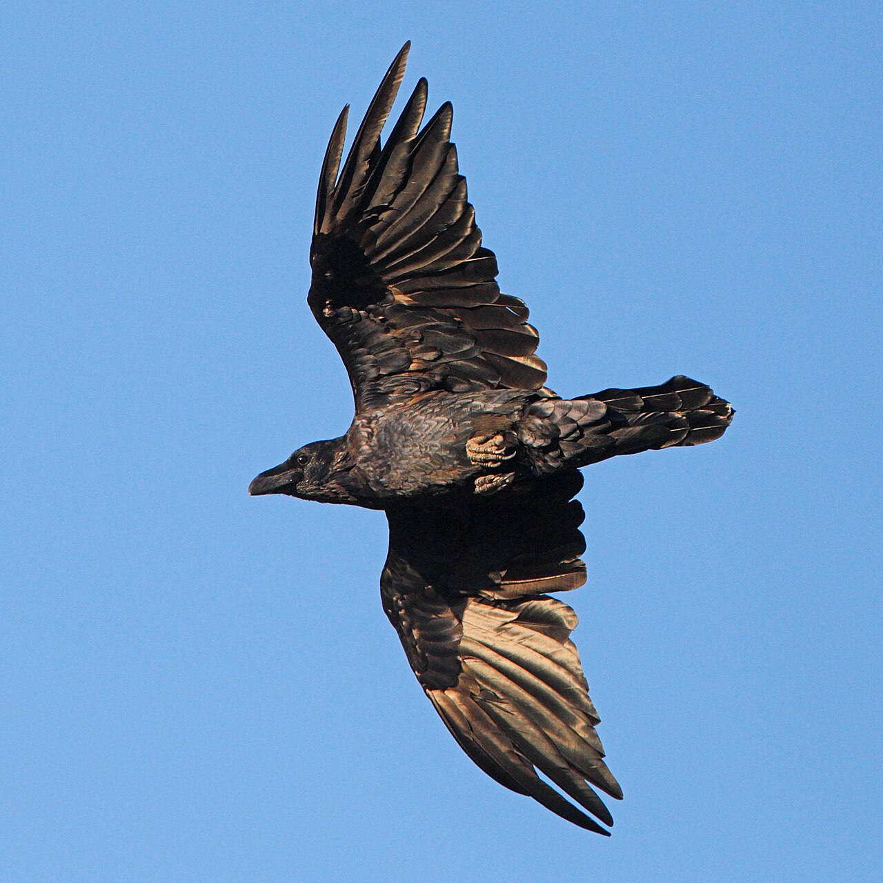 Klasický portrét krkavca čierneho v profile na konári — najznámejší vzhľad druhu používaný v mytológii, literatúre (Poe „The Raven" 1845, Huginn a Muninn) aj vo vedeckej ikonografii. Leskle čierne operenie, masívny hákovitý zobák, hackles na hrdle, tmavé oko s vysoko inteligentným pohľadom — vzhľad, ktorý si vyslúžil prívlastky „posol smrti" v Európe a „stvoriteľ-trickster" (Yéil/Xhuuya) u Haida a Tlingit indiánov Pacifického severozápadu.