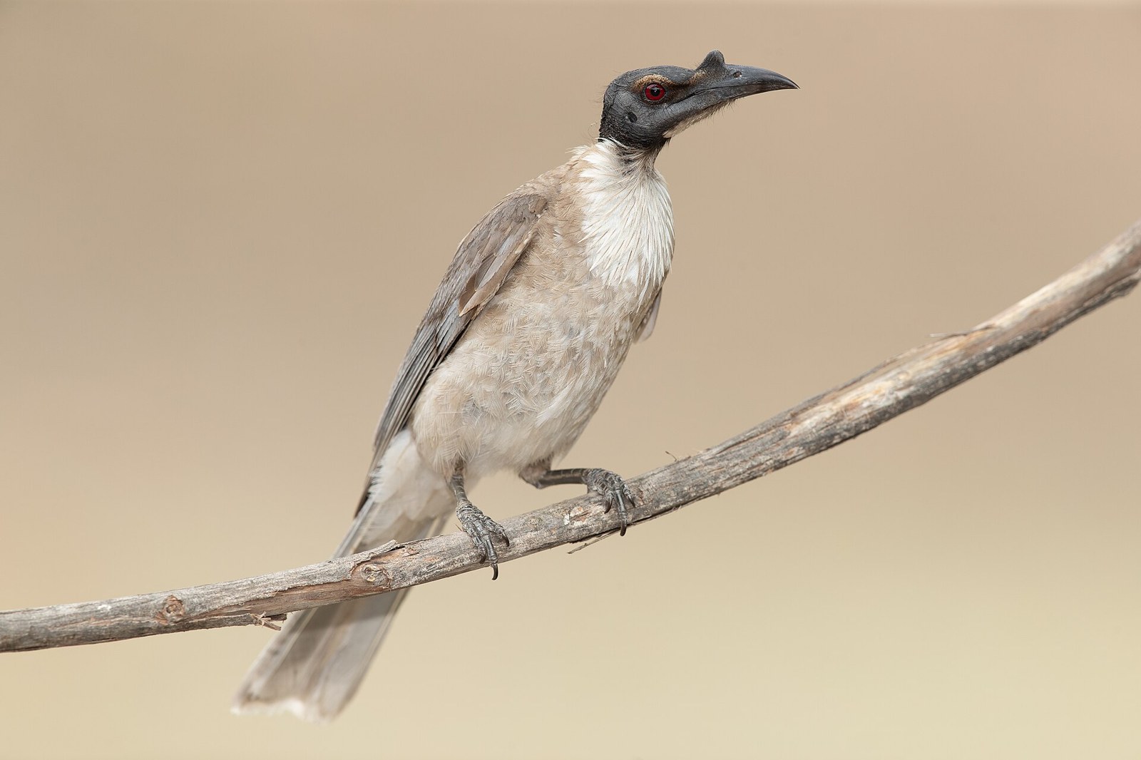 Kvetár lysý (Philemon corniculatus)