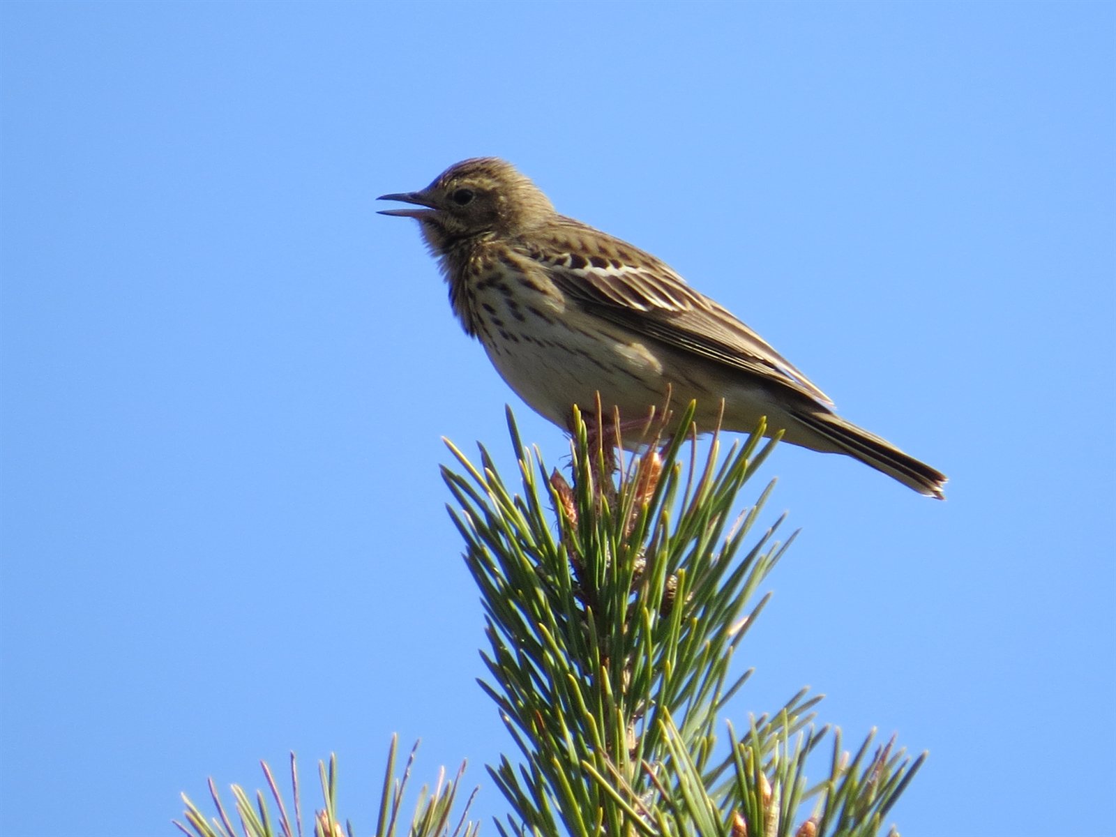 Ľabtuška hôrna — dospelý jedinec na soliérnom strome na okraji rúbaniska, typický display perch pre parašutový spev (samec vyletí so spevom z vrcholu stromu do 15–30 m a krúživo padá späť na ten istý strom)