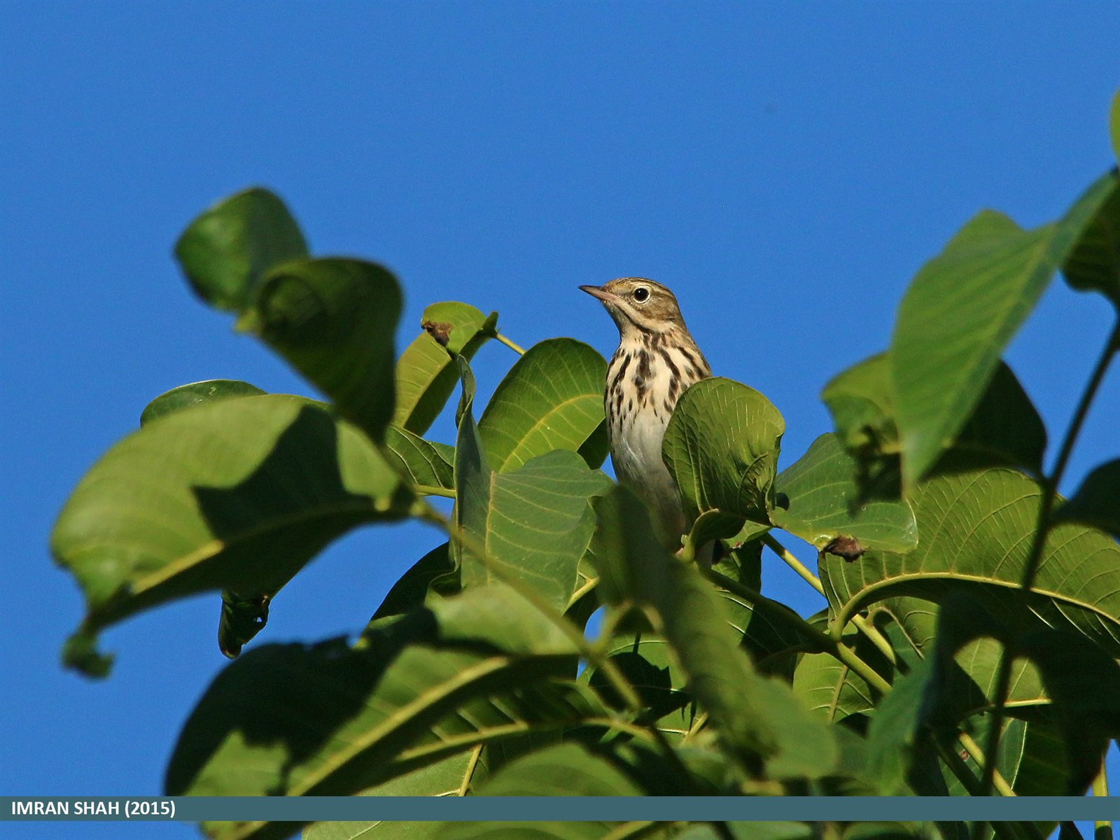 Ľabtuška hôrna (Tree Pipit) — dospelý jedinec v jarnom šate na vetve s otvoreným zobákom počas spevu, melodické slávikovsko-čížiovité trilky tsip-tsip-trrr-tsia-tsia, frekvencia 2 500–8 000 Hz